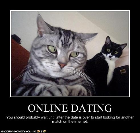 cats-dating